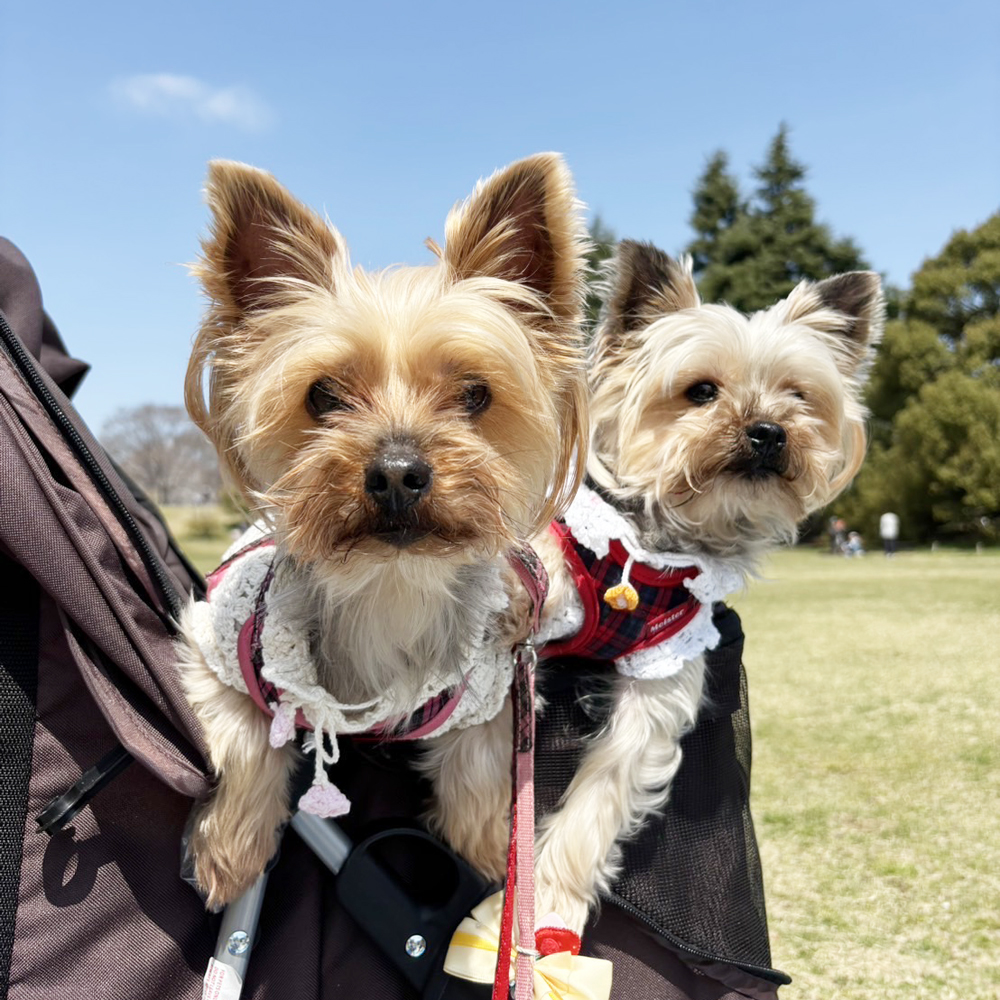 ☆卒業犬テーラーちゃんとモニカちゃんの近況☆